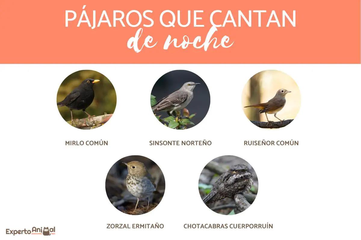 Cómo interpretar la presencia‍ de pájaros en tu vida cotidiana