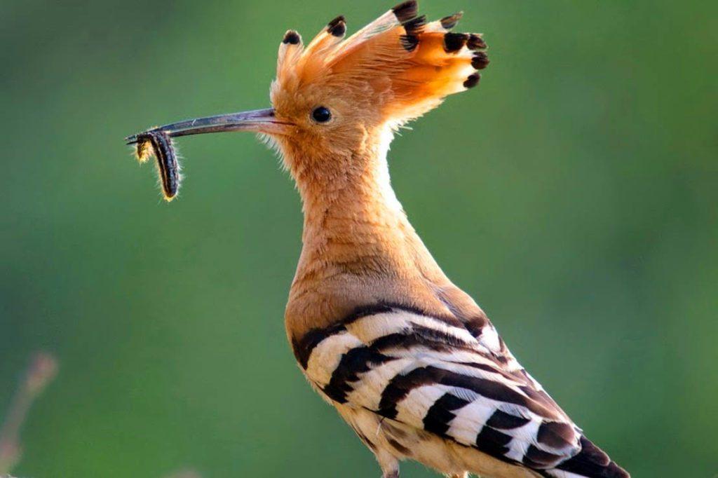 Pájaros: significado espiritual